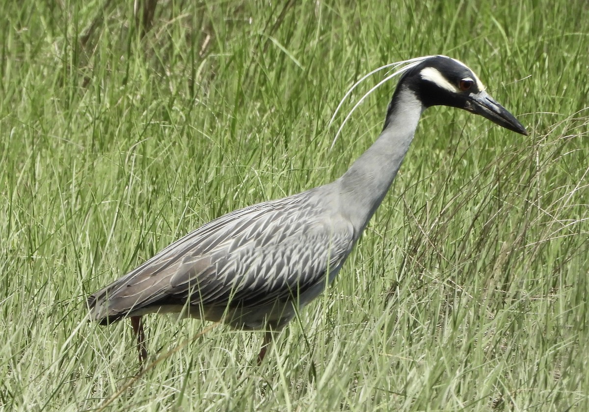 Yellow-crowned Night Heron - ML636068441