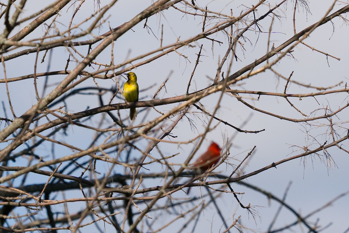 Orchard Oriole - ML636068447