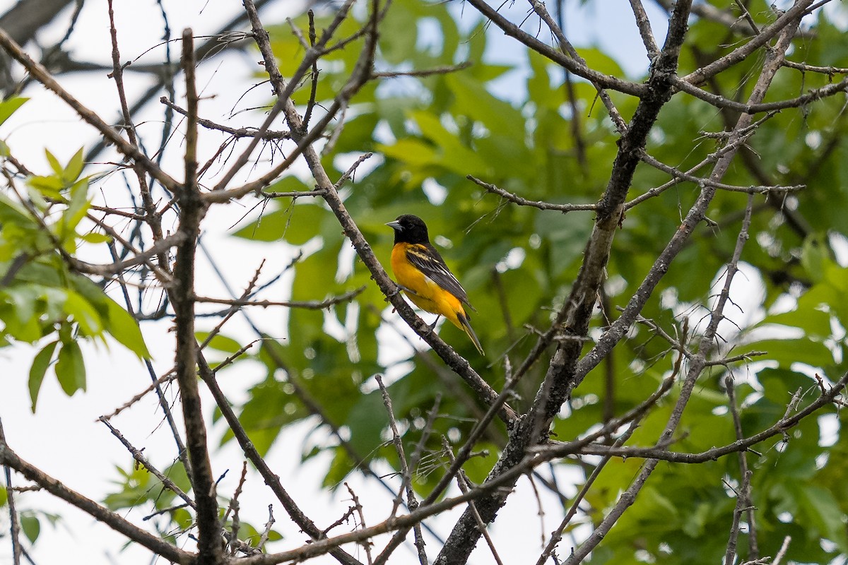 Baltimore Oriole - ML636068452