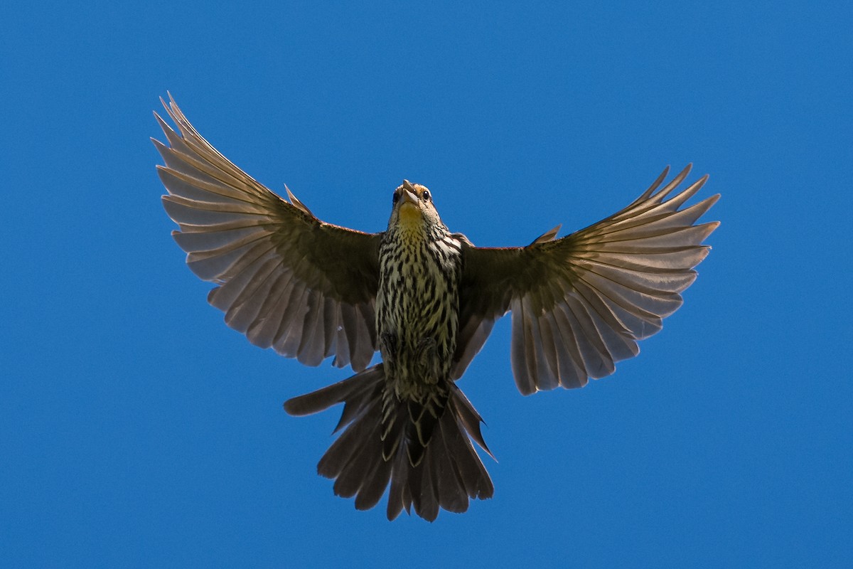 Red-winged Blackbird - ML636068458