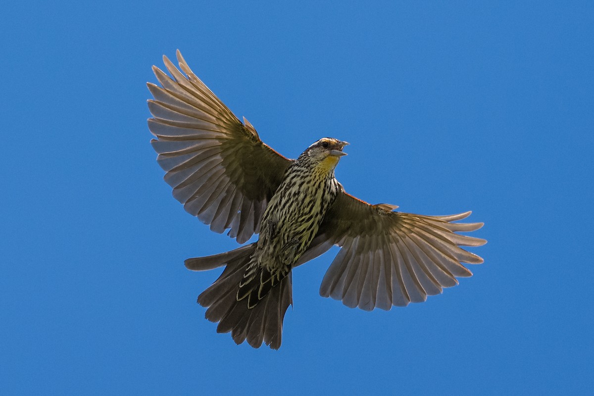 Red-winged Blackbird - ML636068459