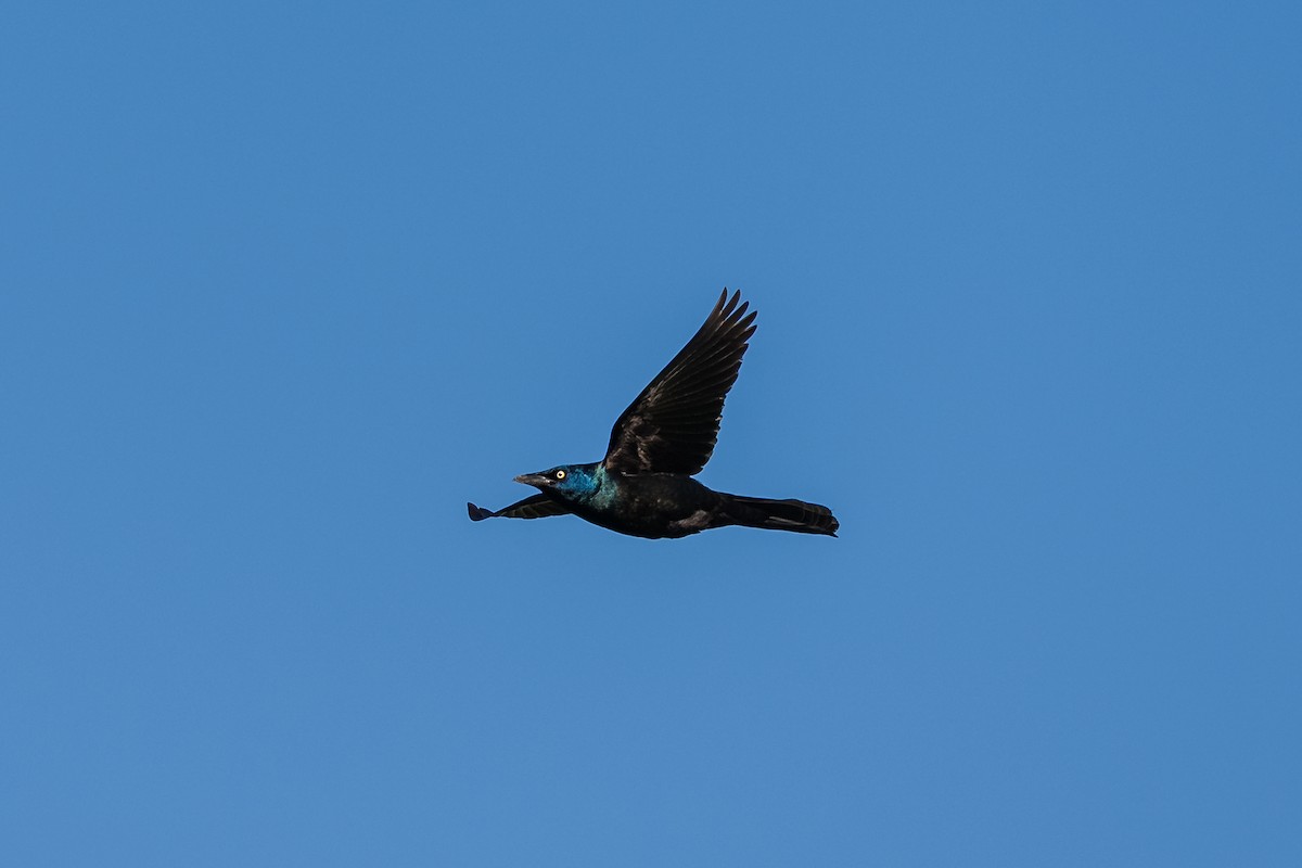 Common Grackle - ML636068472