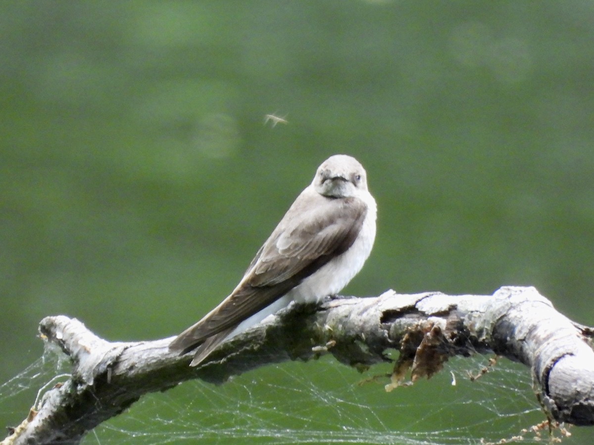 Northern Rough-winged Swallow - ML636068474