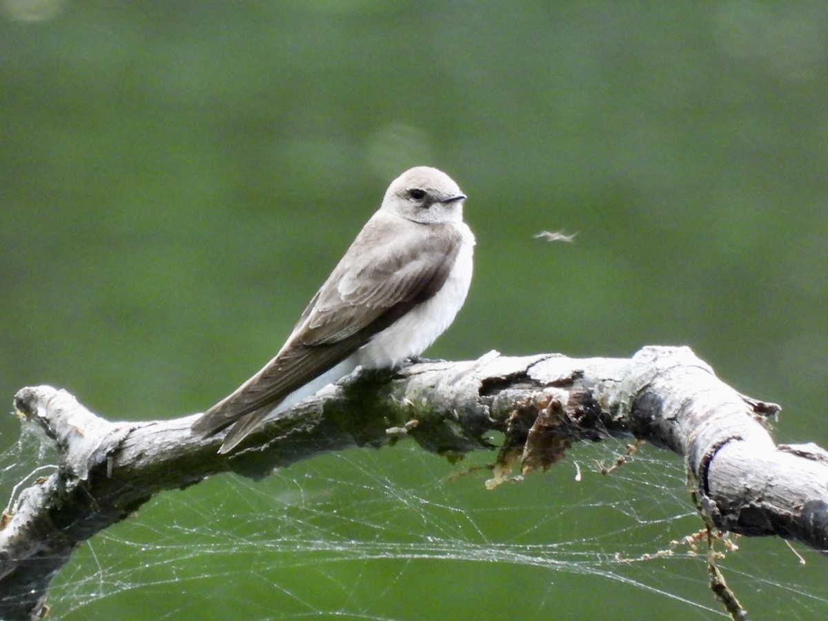 Northern Rough-winged Swallow - ML636068475