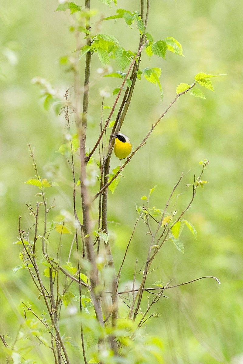 Common Yellowthroat - ML636068479