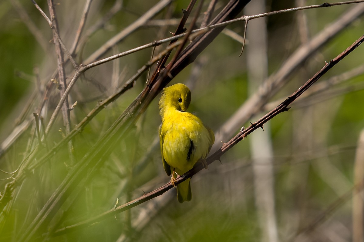 Yellow Warbler (Northern) - ML636068483