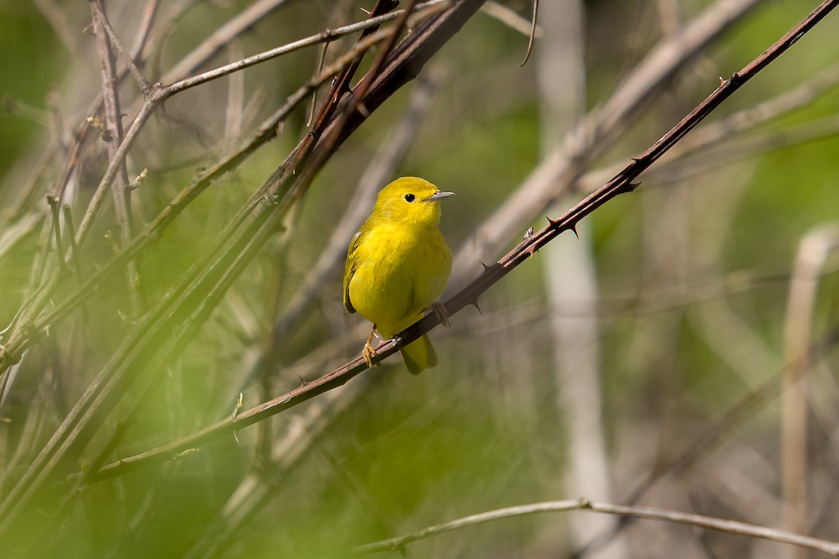 Yellow Warbler (Northern) - ML636068484