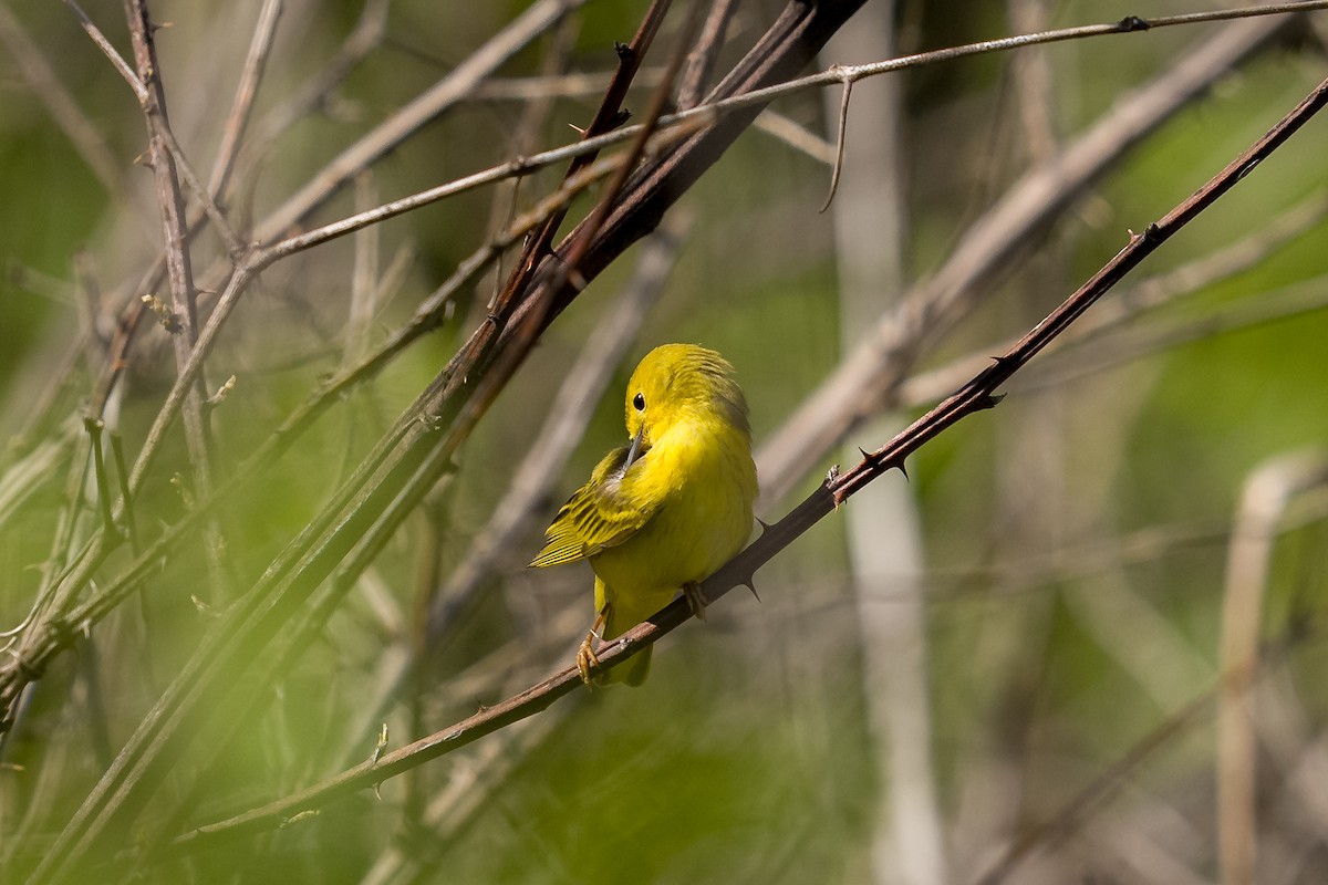 Yellow Warbler (Northern) - ML636068485