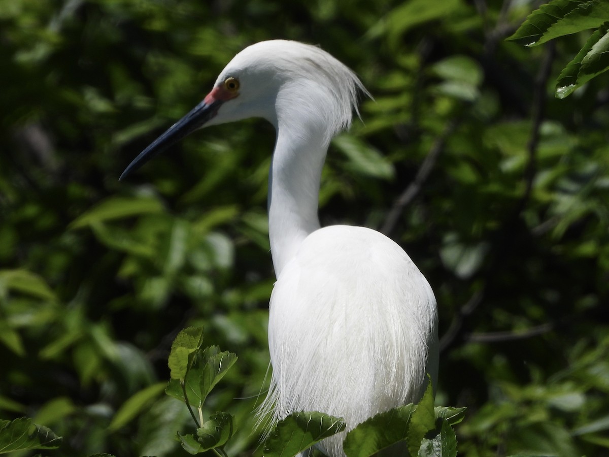 Snowy Egret - ML636068486