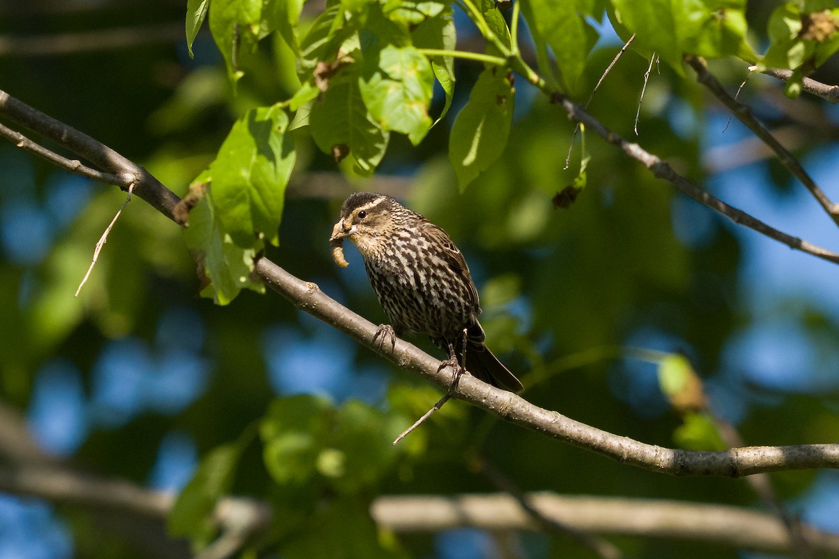 Red-winged Blackbird - ML636068499