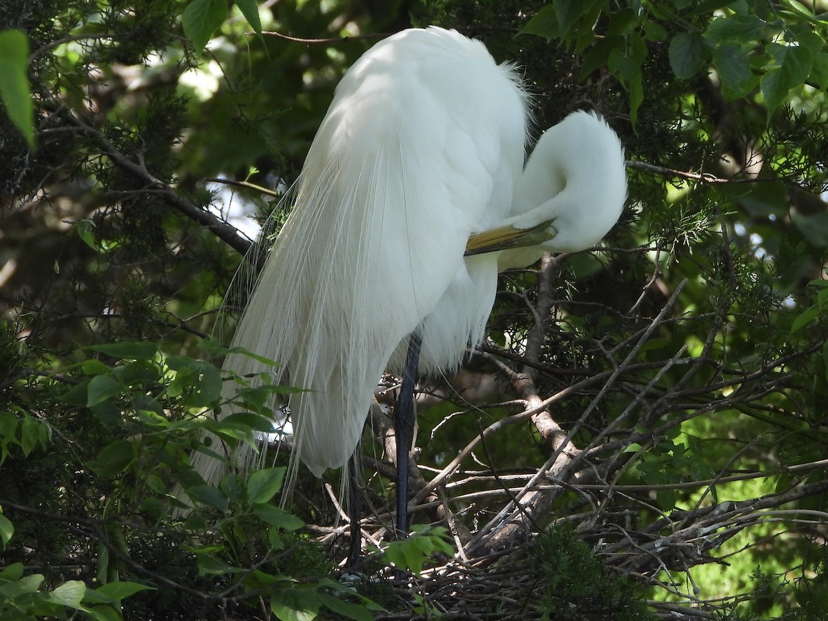 Great Egret - ML636068504