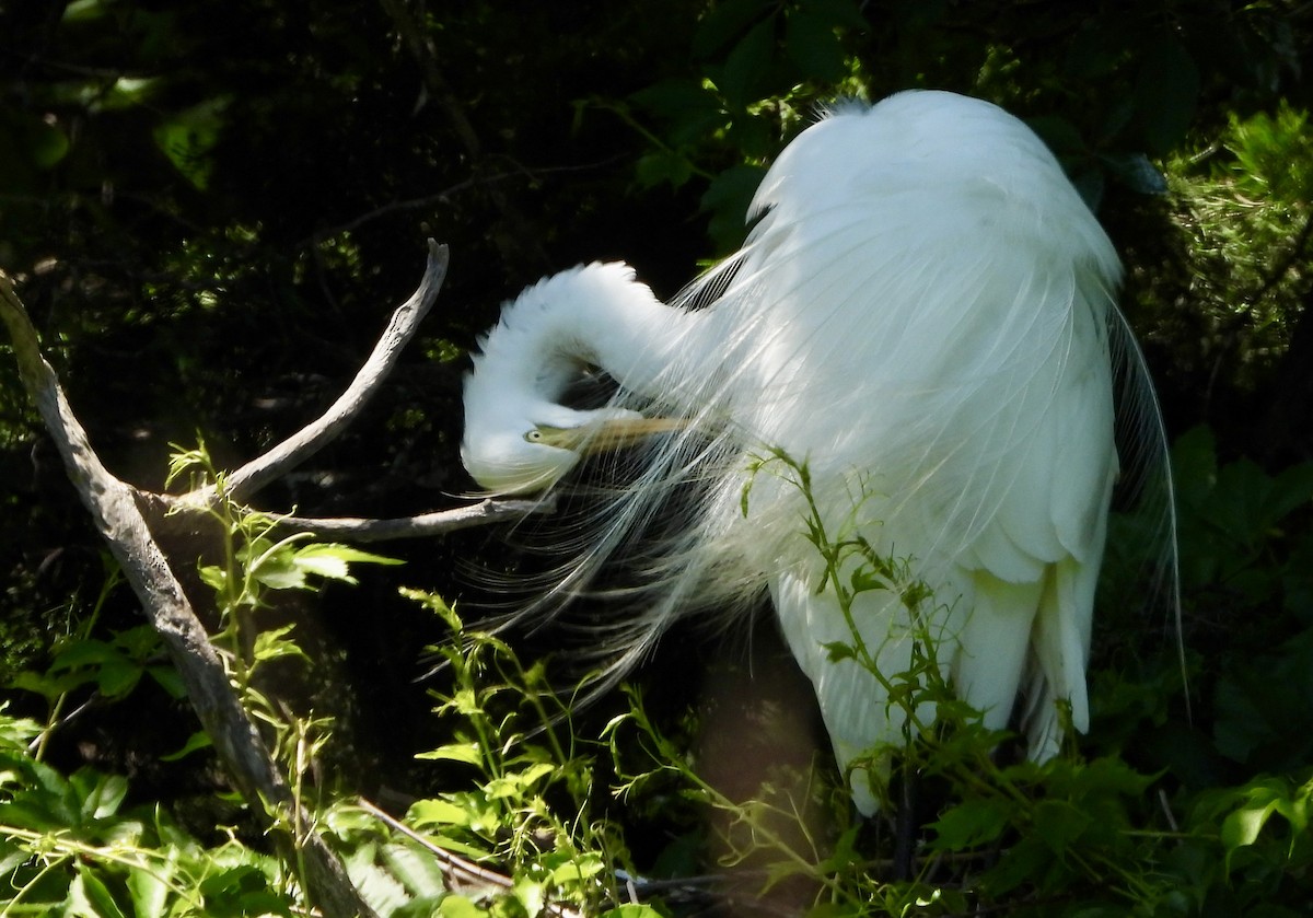 Great Egret - ML636068505