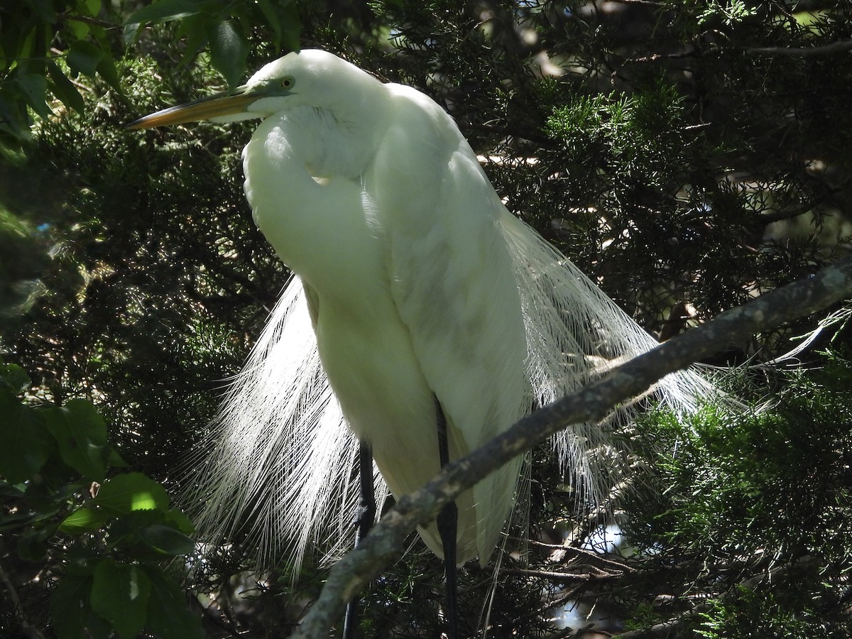 Great Egret - ML636068506