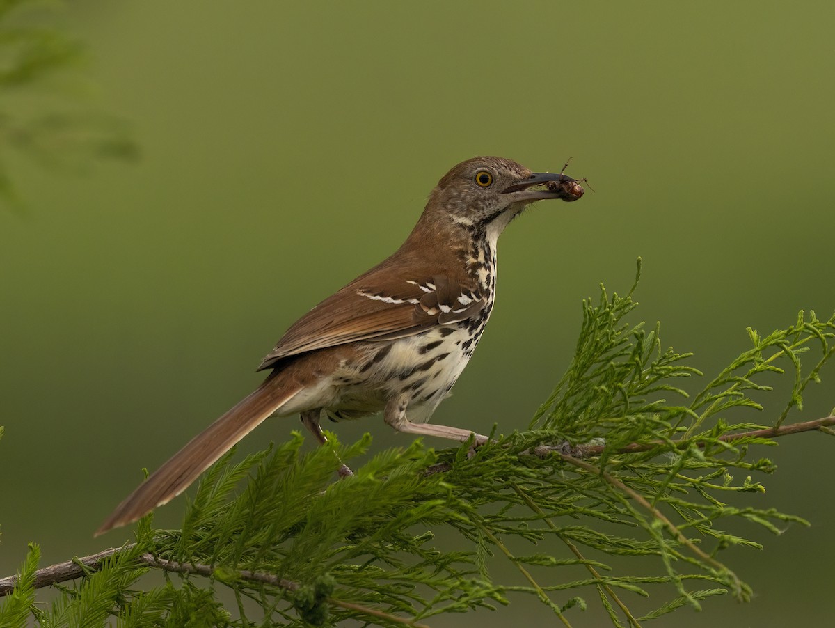 Brown Thrasher - ML636068542
