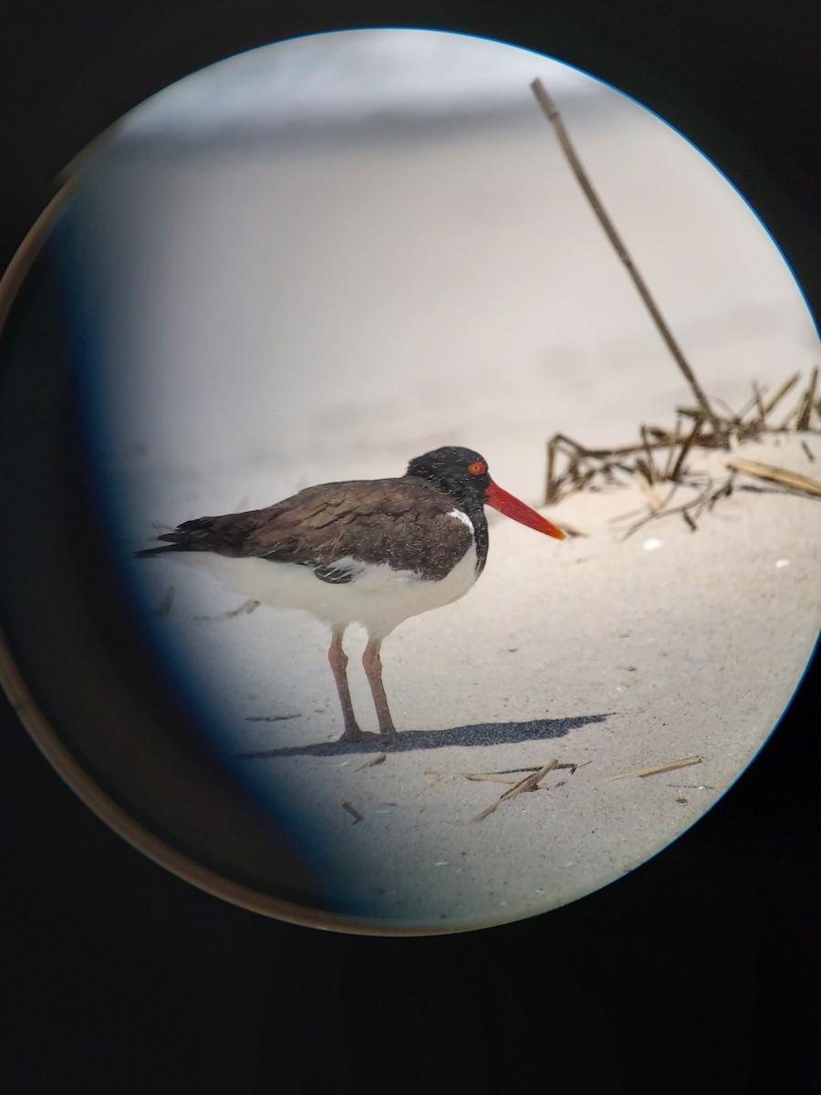 American Oystercatcher - ML636068678
