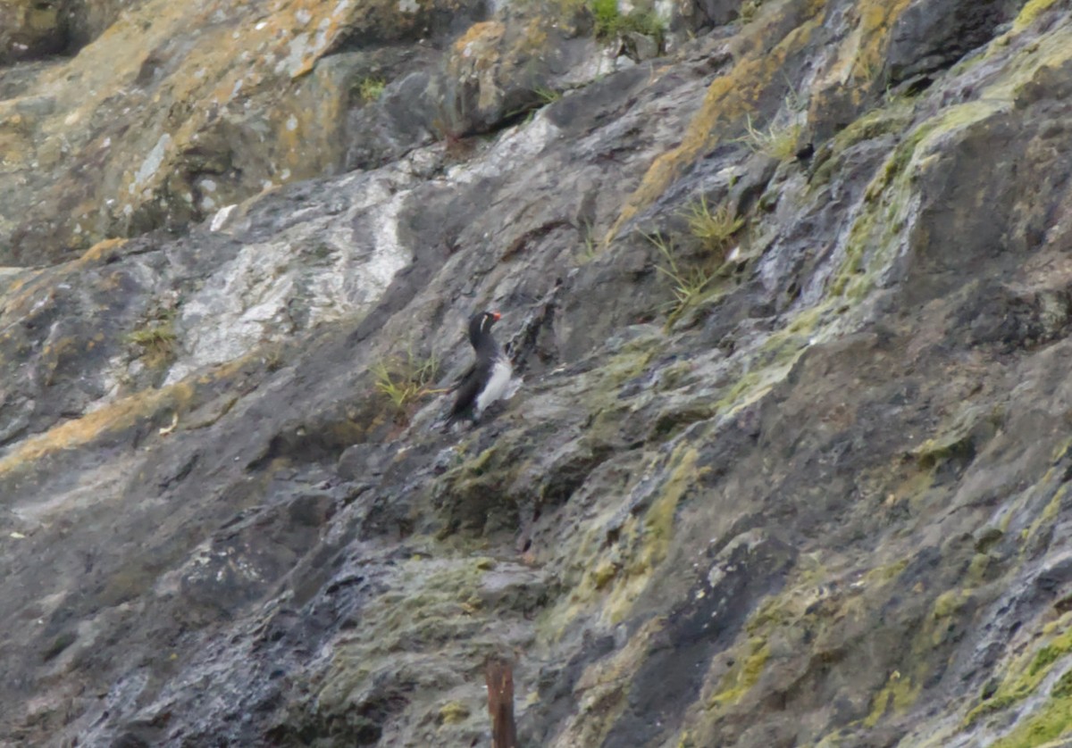 Parakeet Auklet - ML636068724