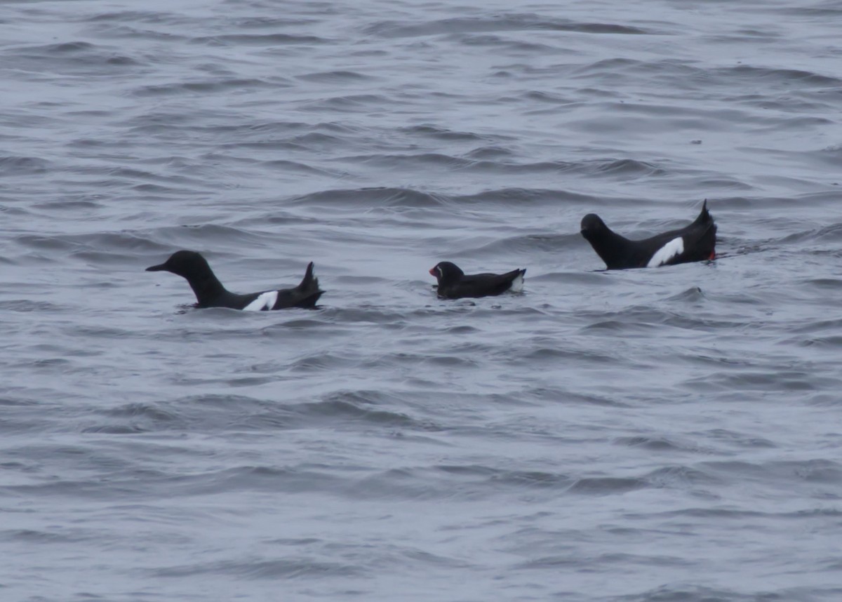 Parakeet Auklet - ML636068725