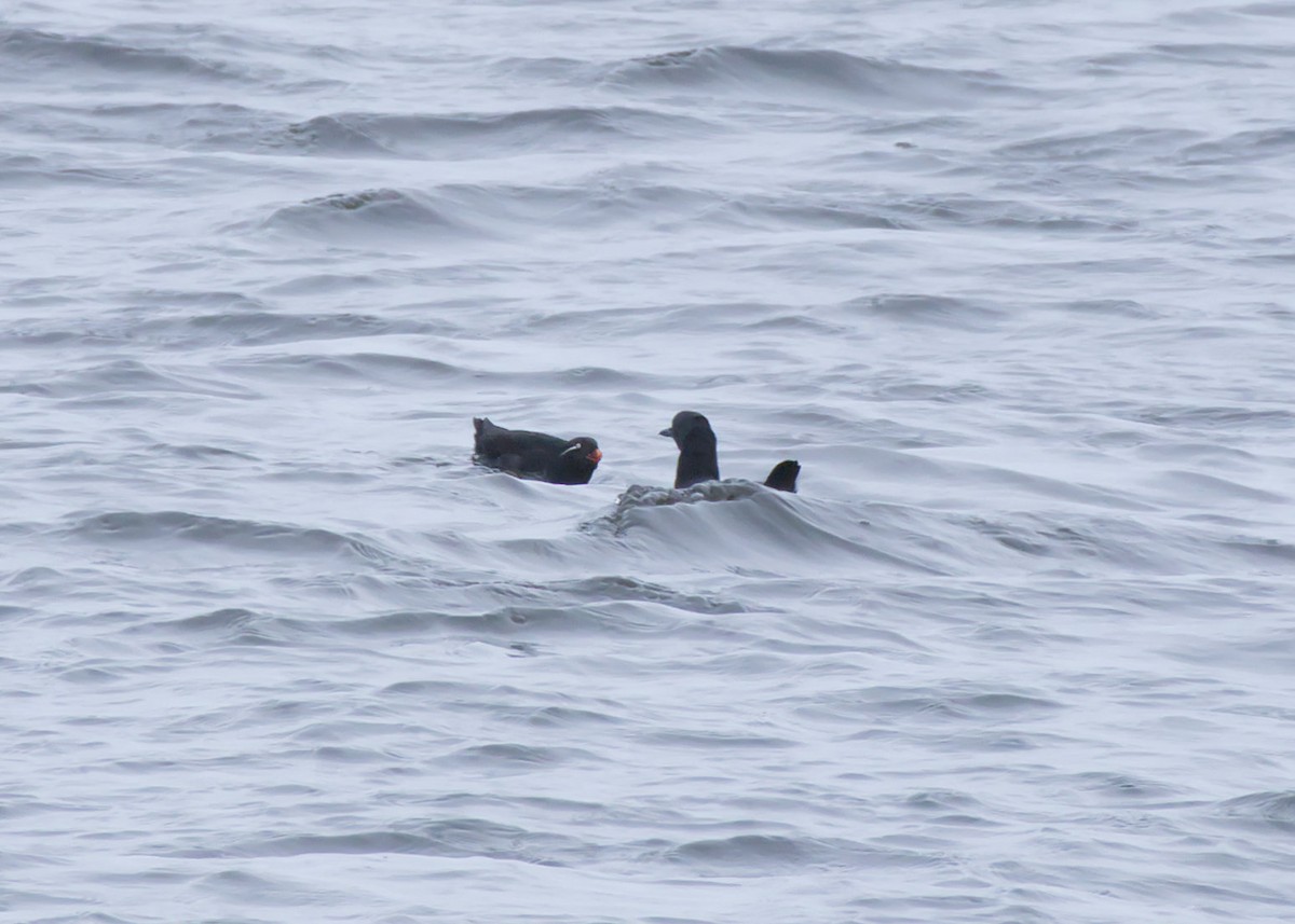 Parakeet Auklet - ML636068727