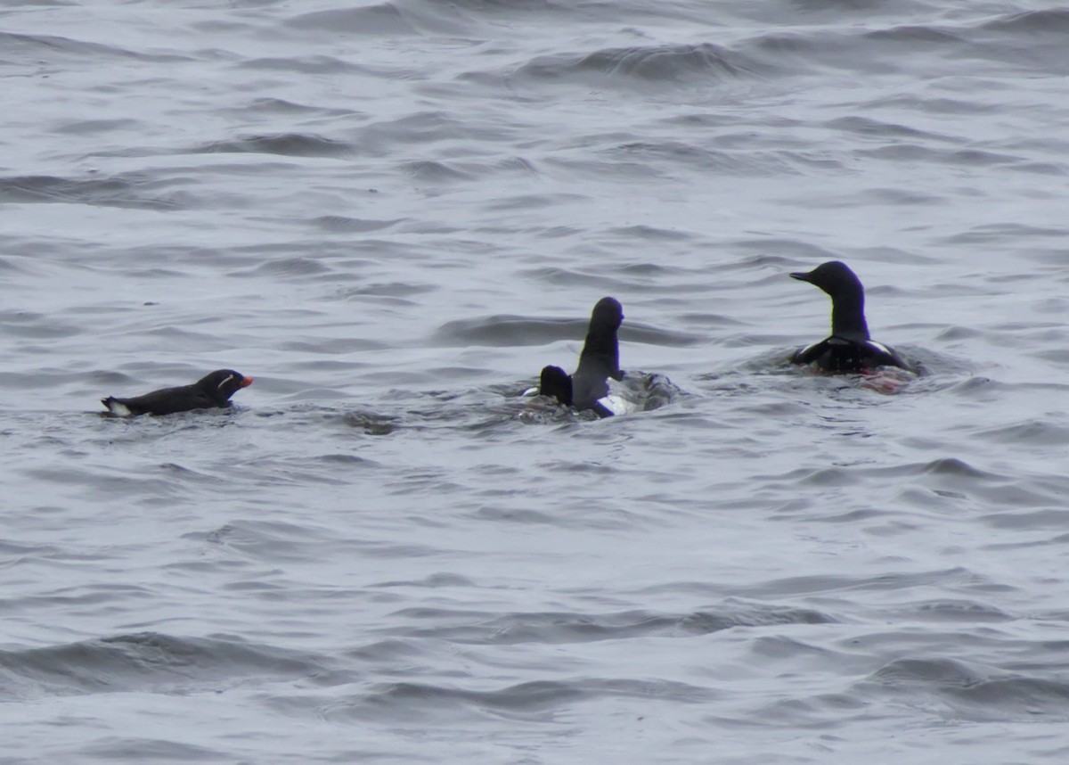 Parakeet Auklet - ML636068728