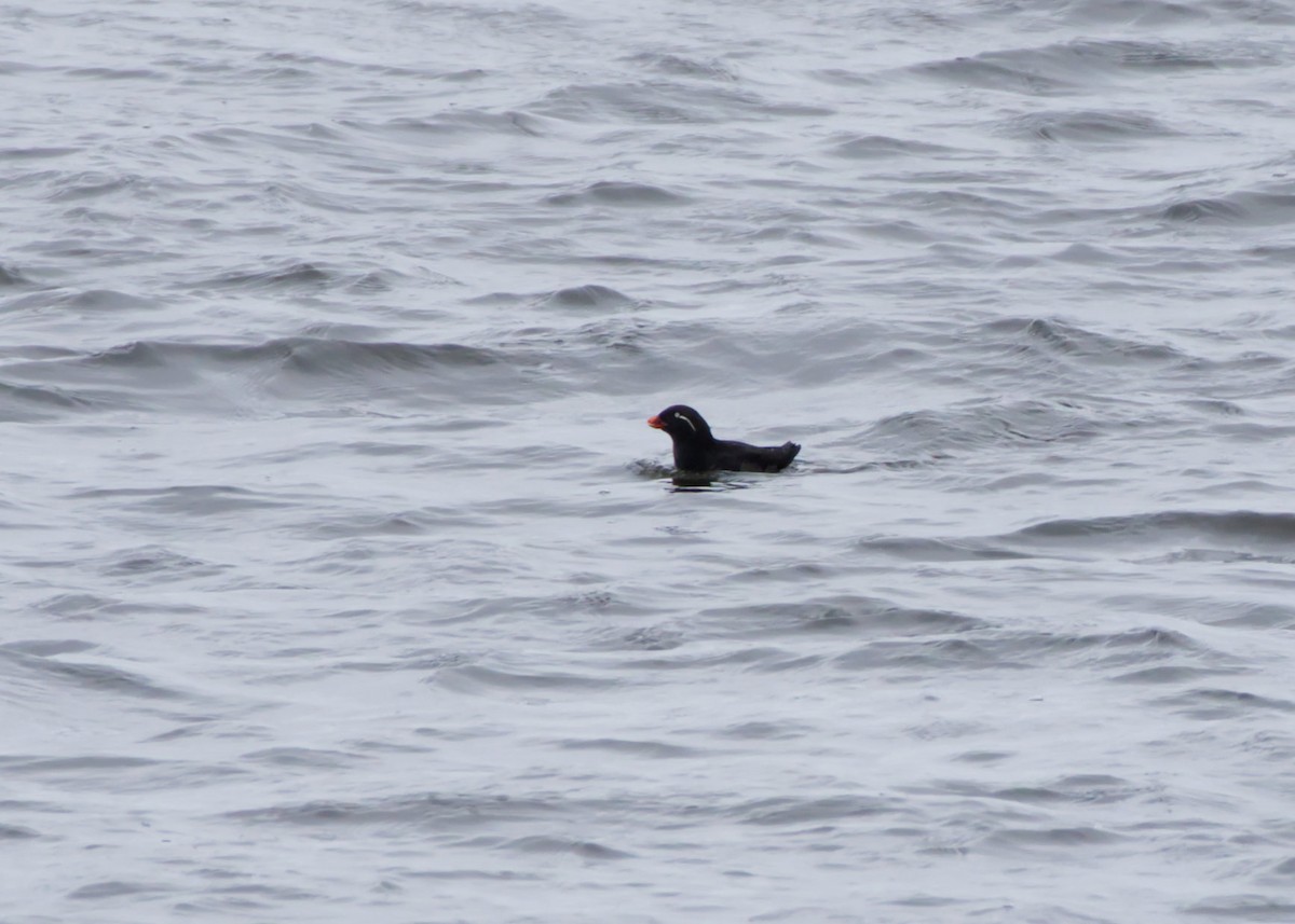 Parakeet Auklet - ML636068730