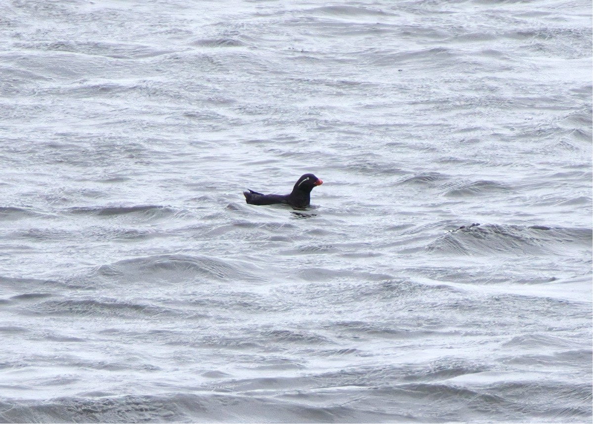 Parakeet Auklet - ML636068732