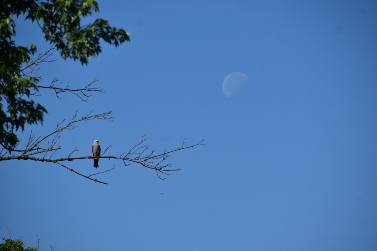 Mississippi Kite - ML636068752