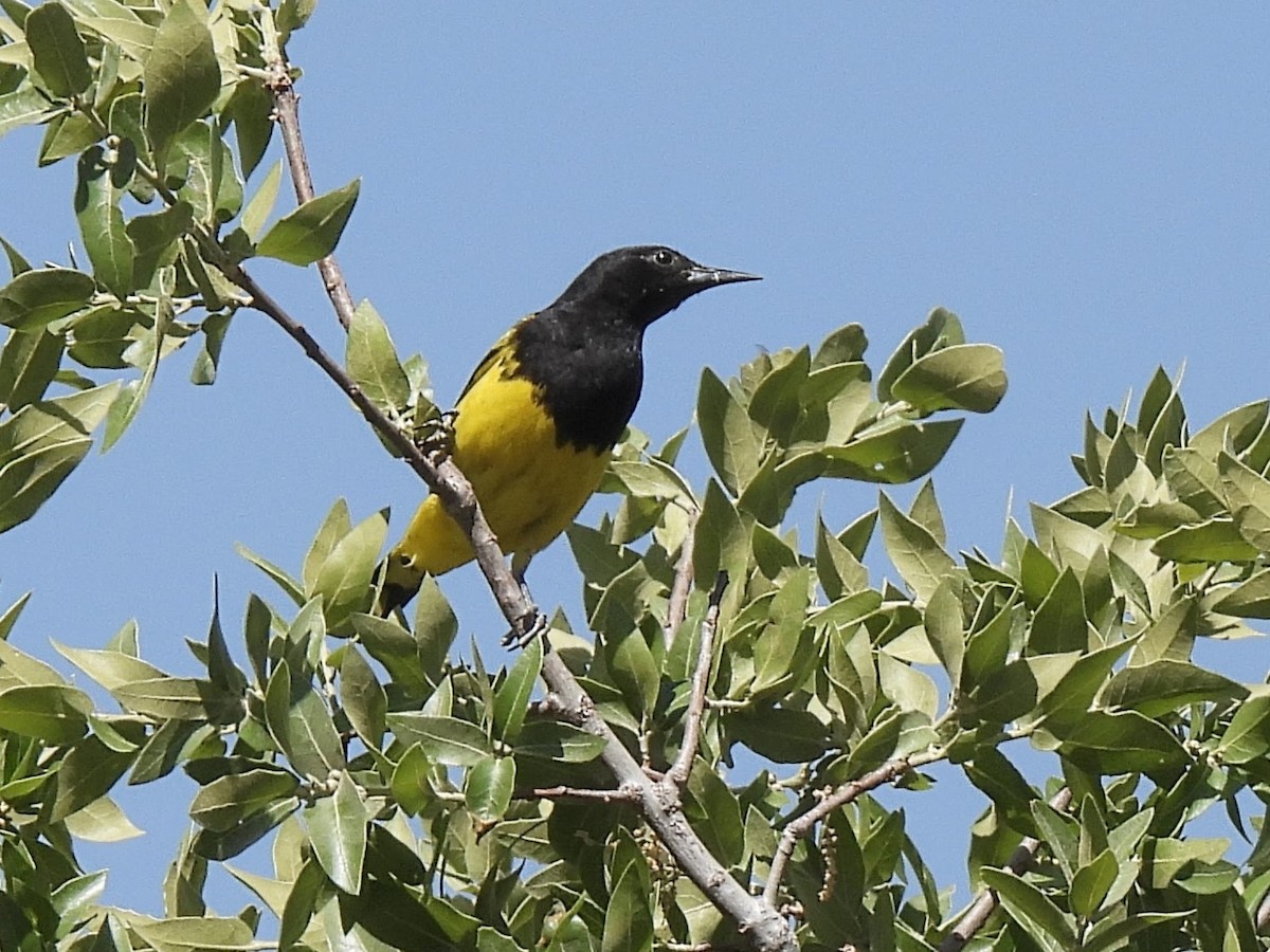 Scott's Oriole - ML636068788