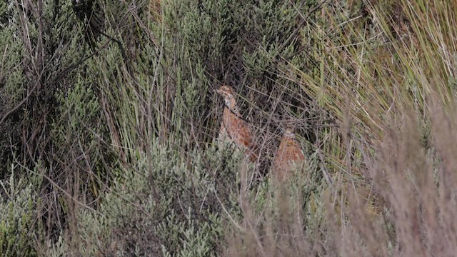 Elgon Francolin - ML636068907
