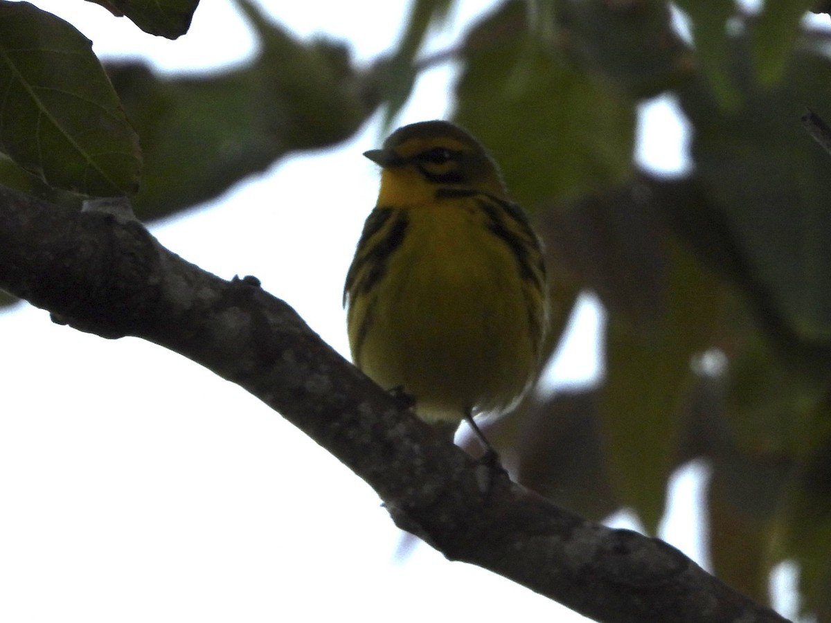 Prairie Warbler - ML636068910