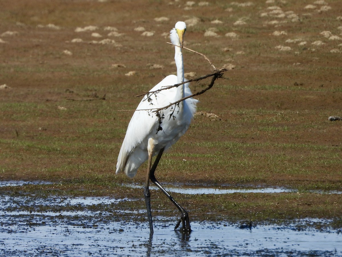 Great Egret - ML636068936
