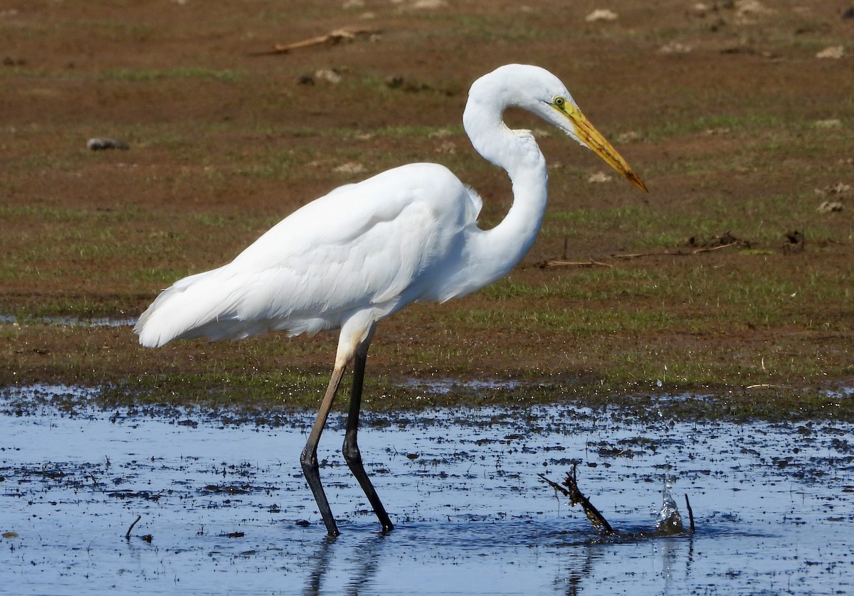 Great Egret - ML636068938