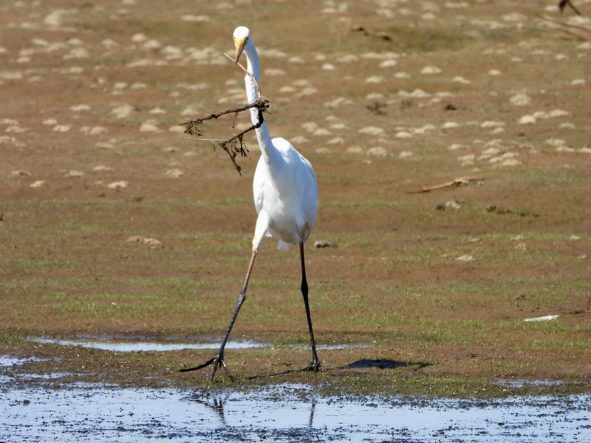 Great Egret - ML636068939
