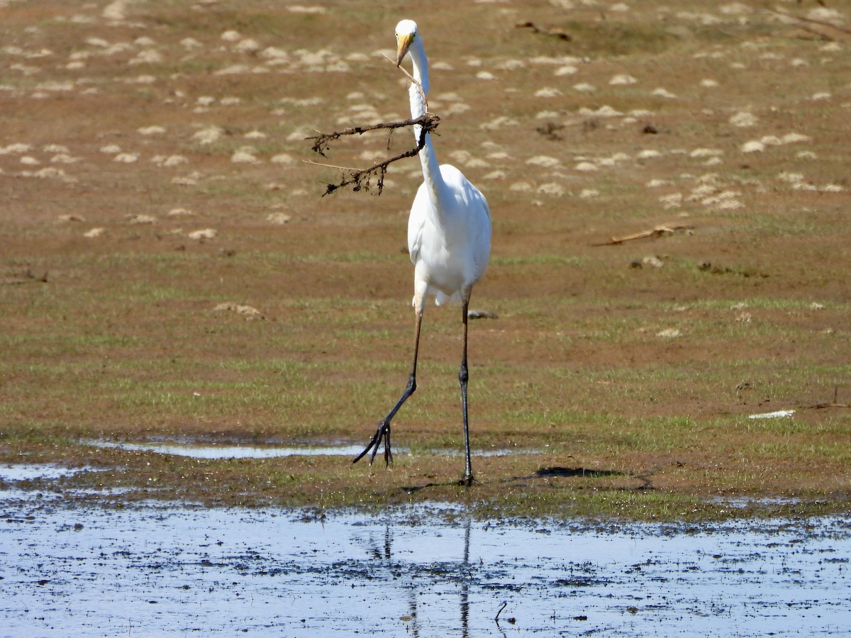 Great Egret - ML636068940