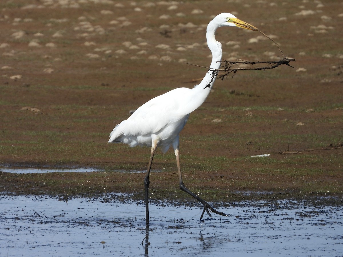 Great Egret - ML636068941
