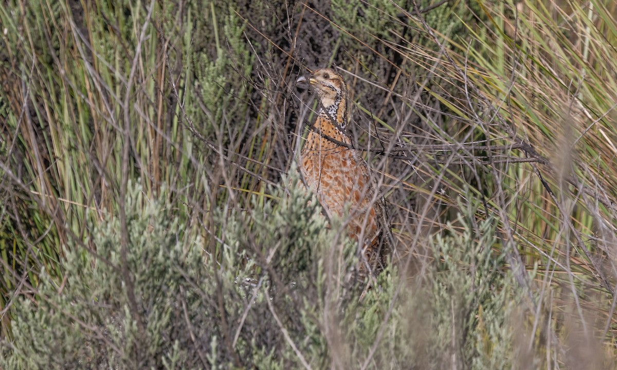 Elgon Francolin - ML636068968
