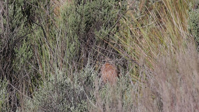 Elgon Francolin - ML636069013