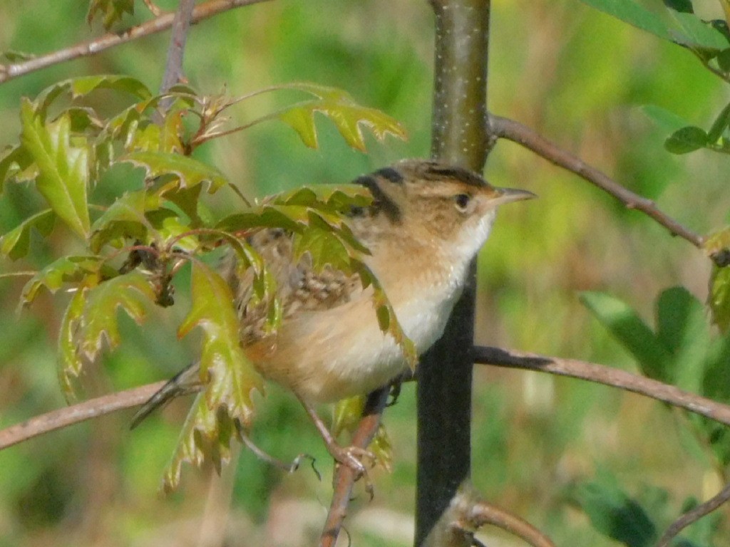 Sedge Wren - ML636069101