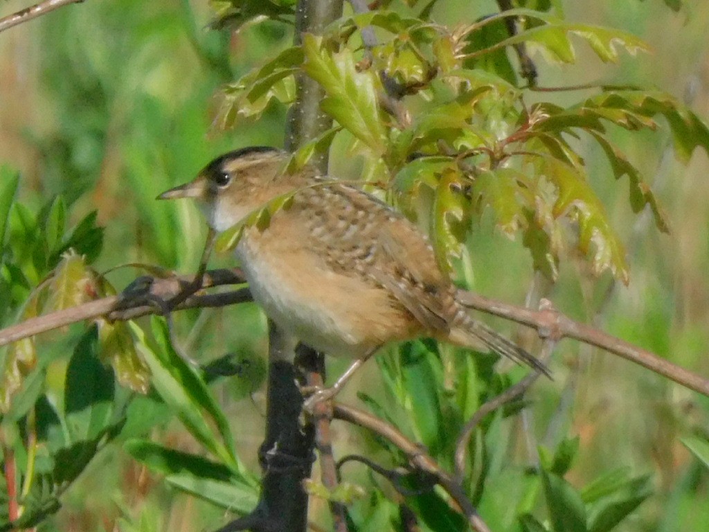 Sedge Wren - ML636069102