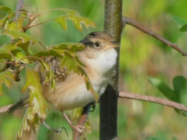 Sedge Wren - ML636069103