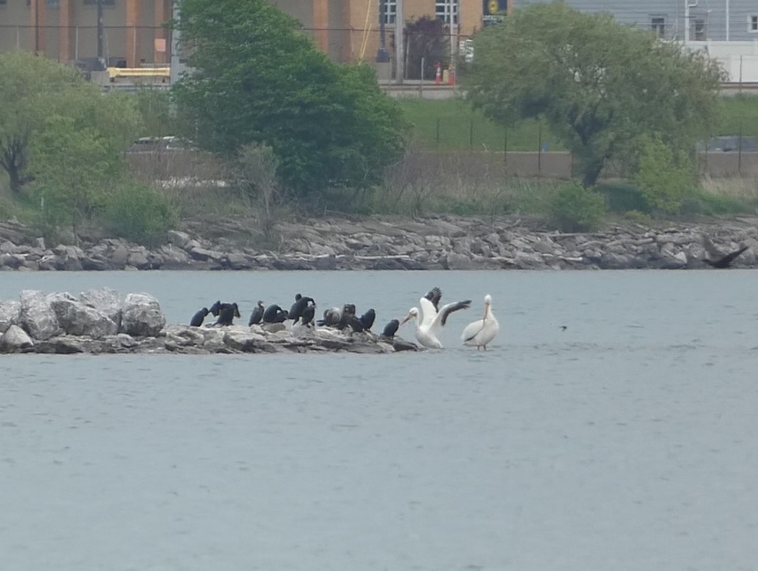 American White Pelican - Steph Foraker