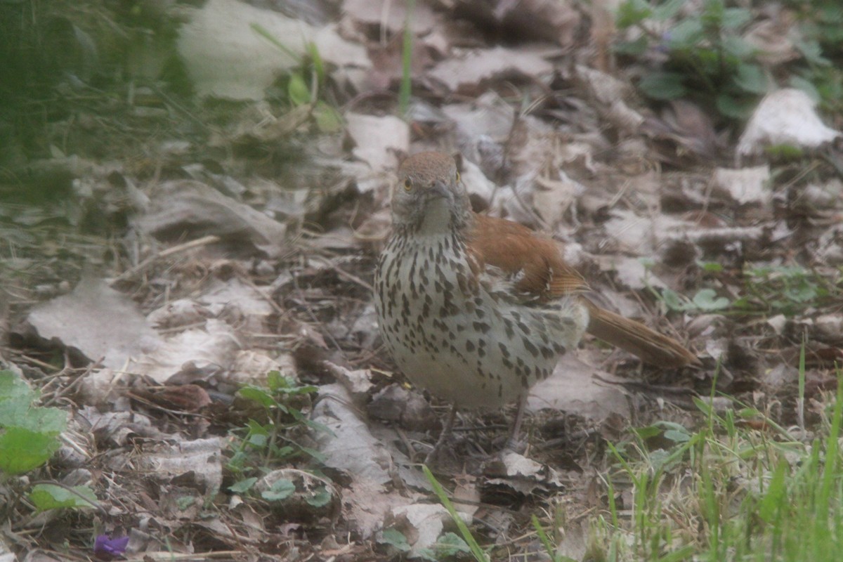 Brown Thrasher - ML636069204