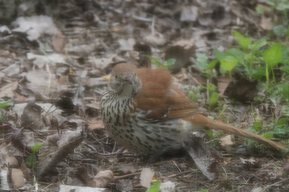 Brown Thrasher - ML636069205