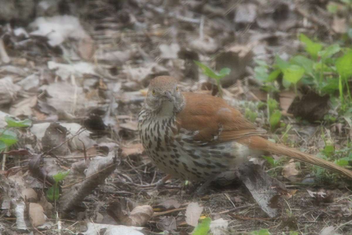 Brown Thrasher - ML636069206