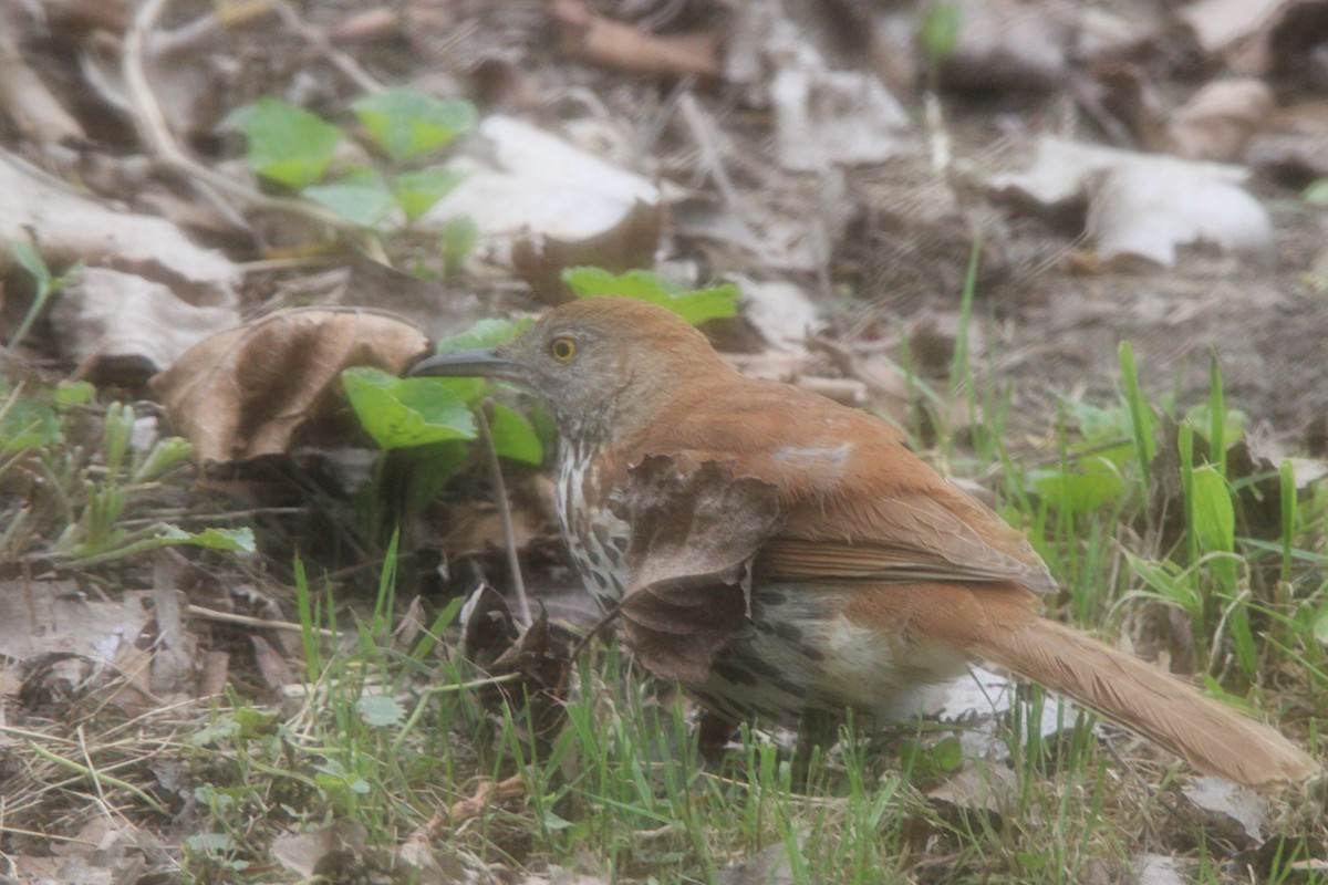 Brown Thrasher - ML636069207