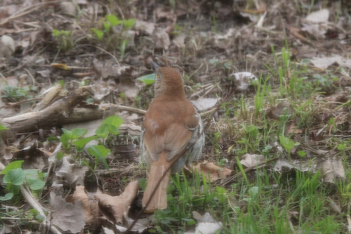 Brown Thrasher - ML636069208