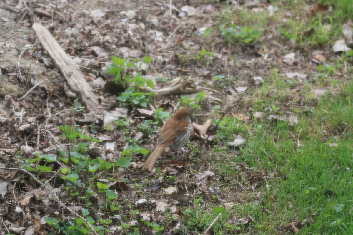 Brown Thrasher - ML636069209