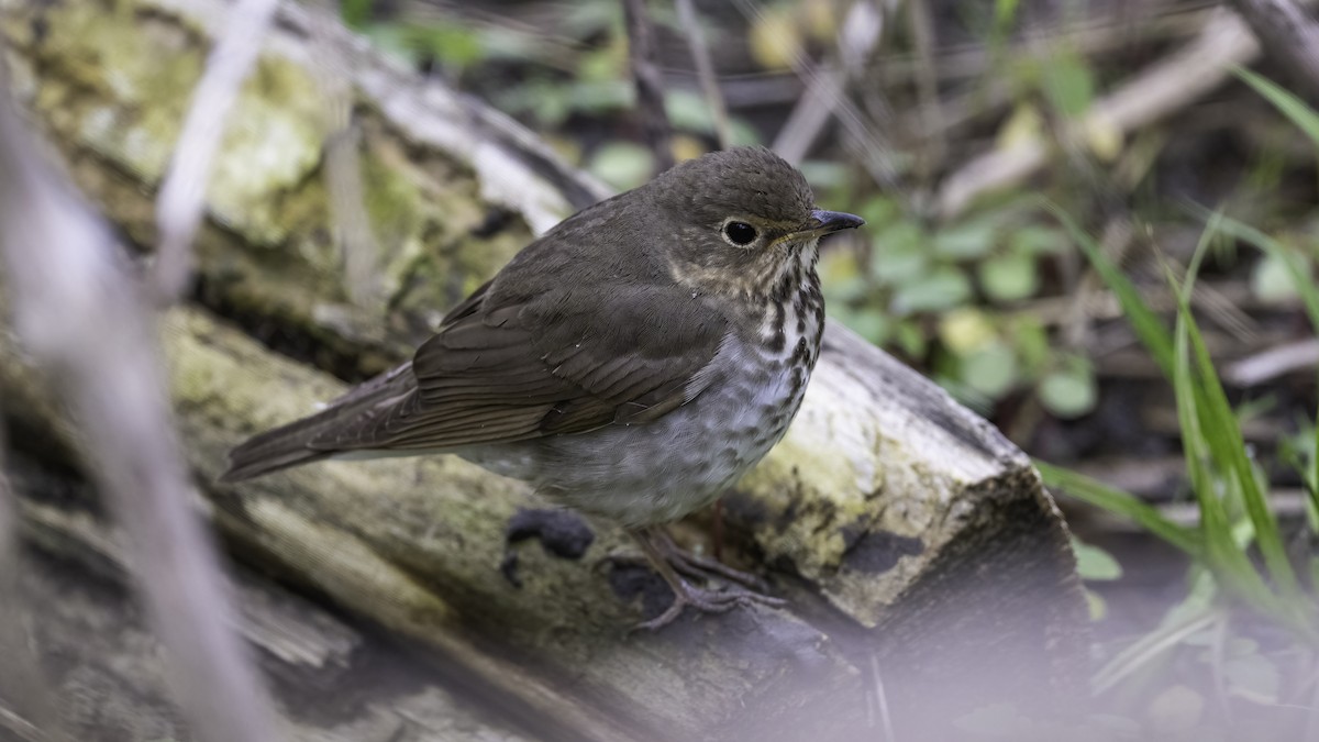 Tordo di Swainson - ML636069217