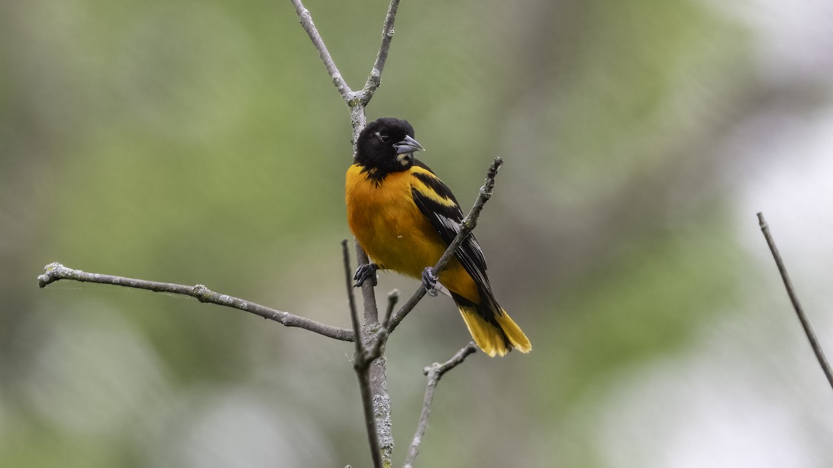 Baltimore Oriole - ML636069232