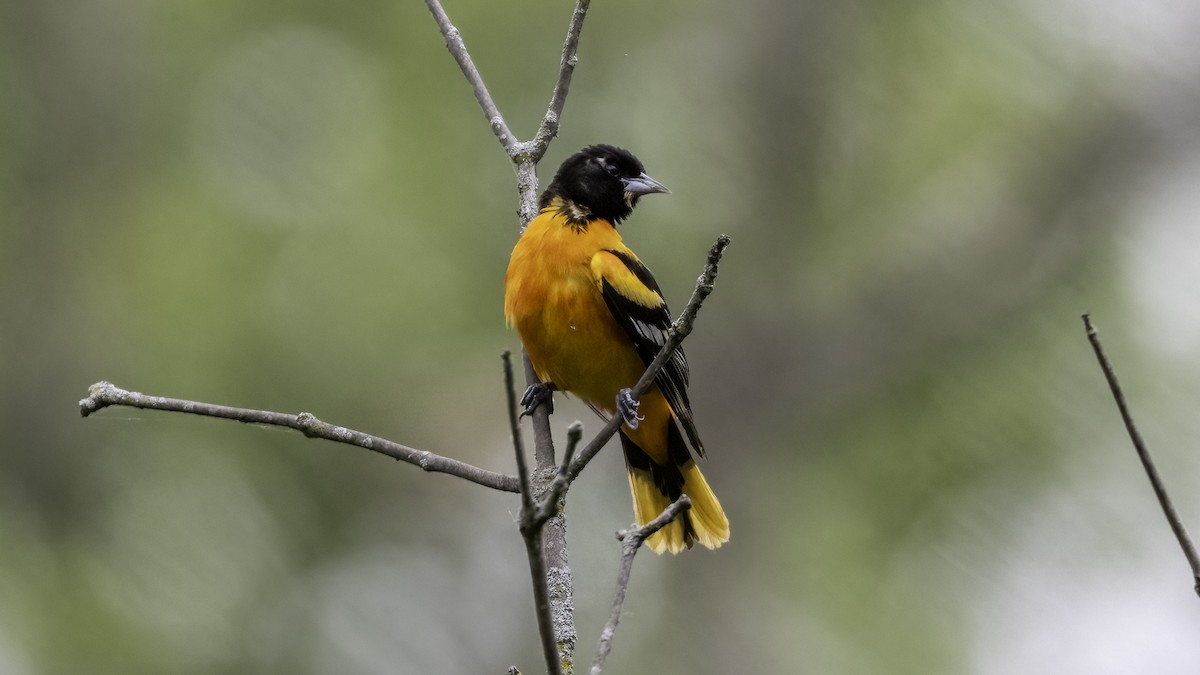 Baltimore Oriole - ML636069233