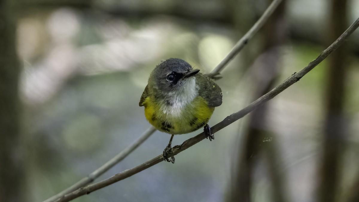 American Redstart - ML636069255